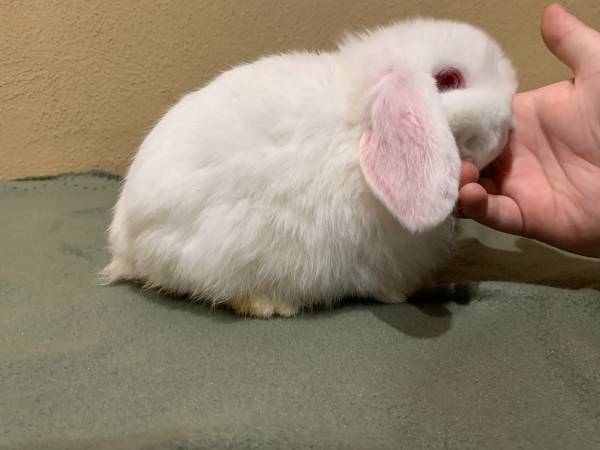 Holland Lop