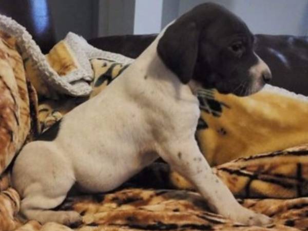 Akc German short haired pointer