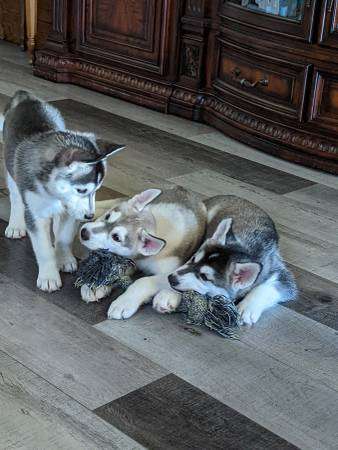 Rehoming Husky Pups