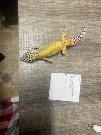 Geckos and skink needing new homes