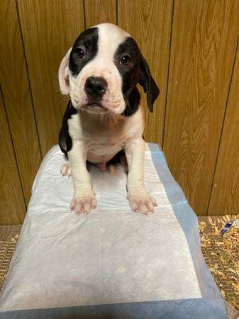 american bully puppies