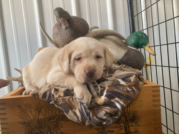 Purebred Lab Puppies