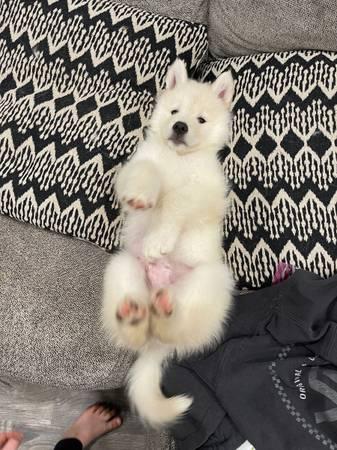 Rehoming husky/malamutes