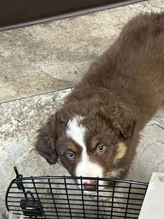 Miniature Australian Shepherd