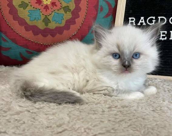 Ragdoll kittens with blue eyes,