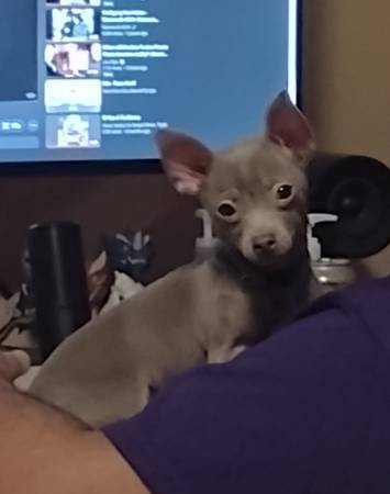 Rare coat Blue apple Head Chihuahua