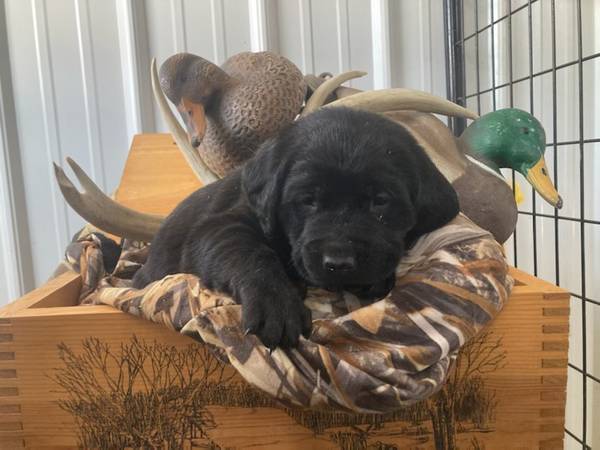 Purebred Lab Puppies