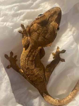 crested gecko babies