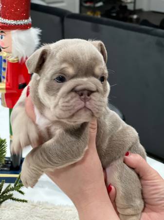 English bulldog pups