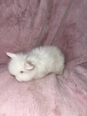 Perfect Valentines gift lionhead bunnies