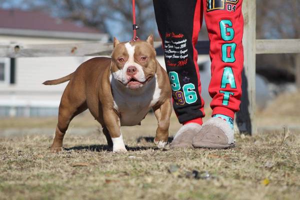 Male American Bully ABKC Rocko line