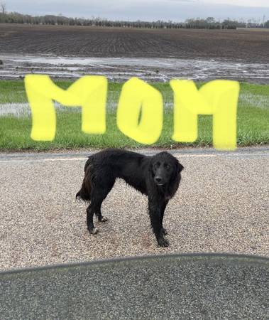 GERMAN SHEPHERD – PYRANEES – LAB Cross pups puppies.