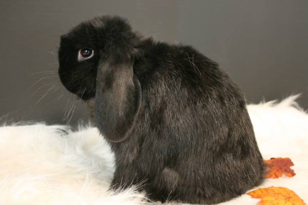 Holland Lop needs a new home