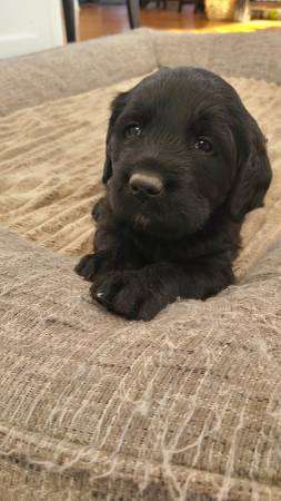 Labradoodle puppy