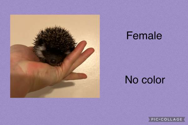 Female Hedgehogs