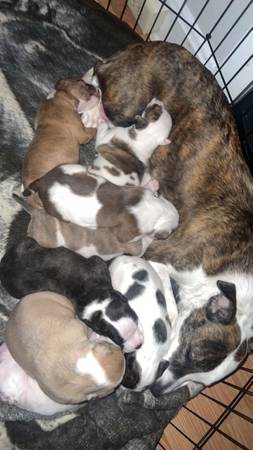 re-homing purebred pitbull puppies