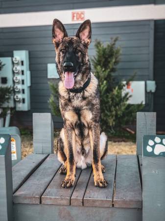 German Shepherd stud