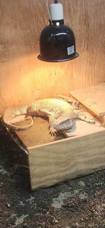 Savannah Monitor