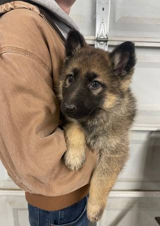 AKC German Shepherd females