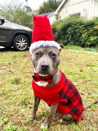 Blue American Staffordshire Male – Rehoming