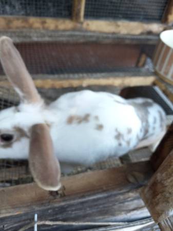 2 female rabbits with hutch