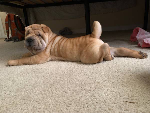 chinese sharpei