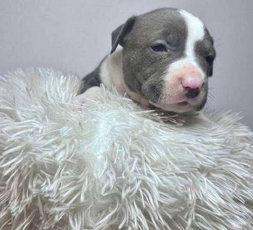 Rehoming Bully – Adorable Puppies!!