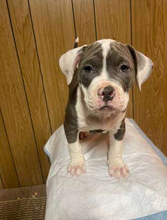 american bully puppies