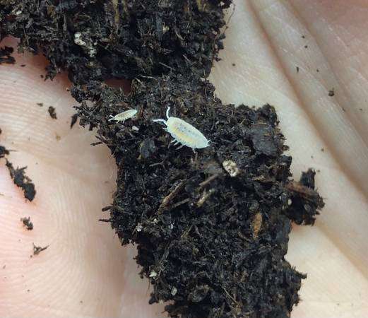 Dwarf White Isopods