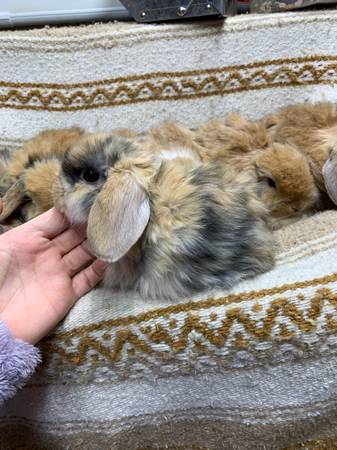 holland lop bunnies rabbits