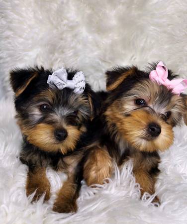 teacup yorkie puppies