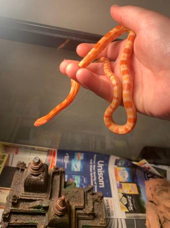 corn snake