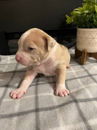 American Bully Puppies need new homes