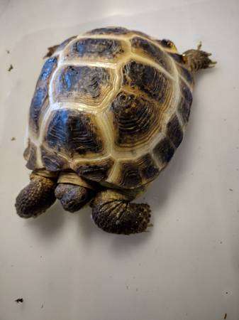 Russian Tortoise Pair