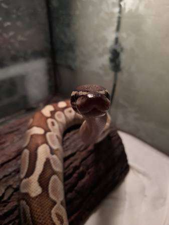 ball python