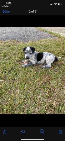 4 month old catahoula leopard pup