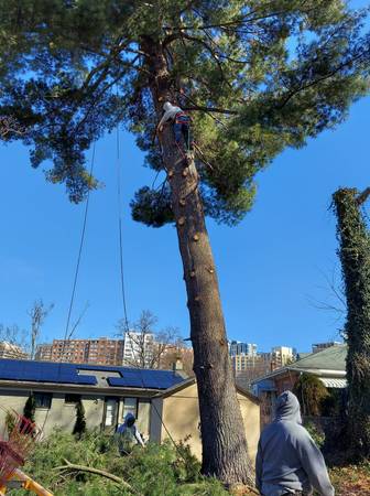 TREE SERVICE,TREE TRIMMING TREE REMOVAL ROANOKEVA