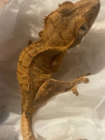 crested gecko babies