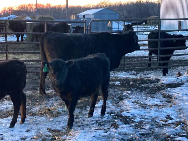 3 Cow calf pairs