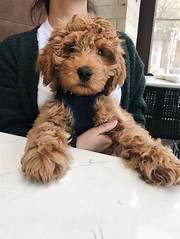 Goldendoodle puppyu available