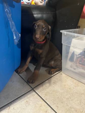 Red Doberman Puppies