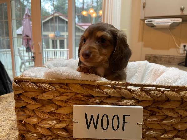 AKC Longhaired Mini Dachshund Puppies