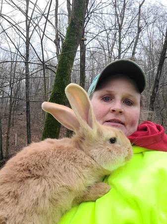 Fawn Flemish Giant buck with pedigree