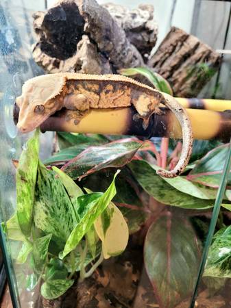 Crested Gecko