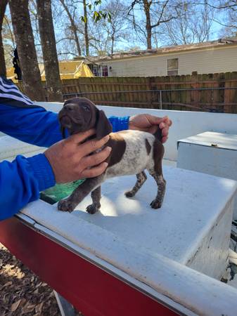 Akc german shorthaired pointer