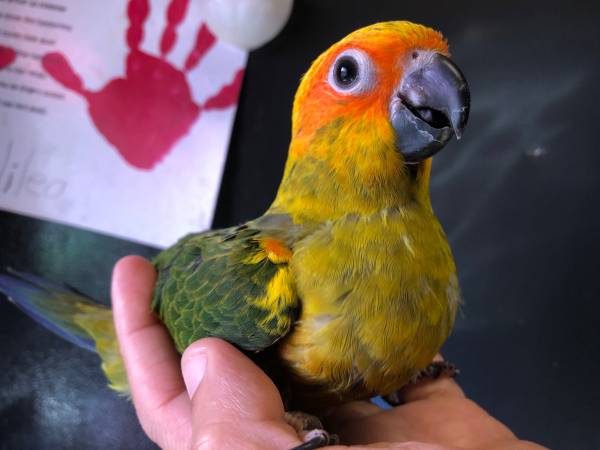 Sun Conure