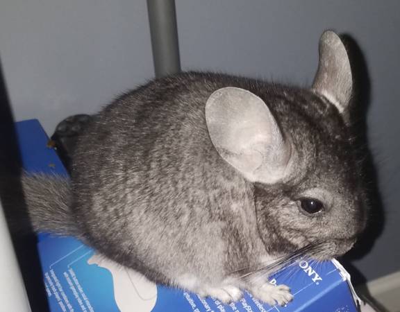 Chinchilla For Sale