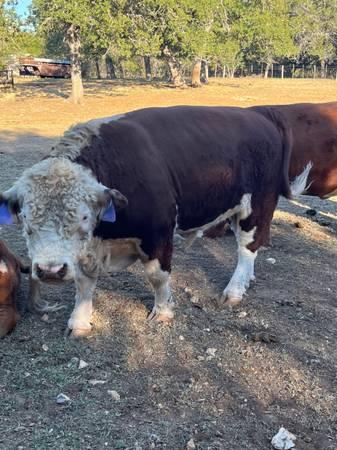 Mini Hereford Bull!!