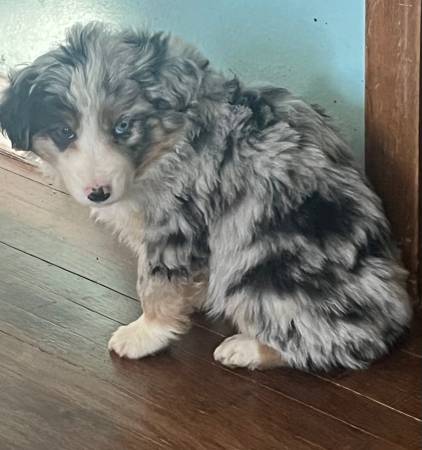 Miniature Australian Shepherd