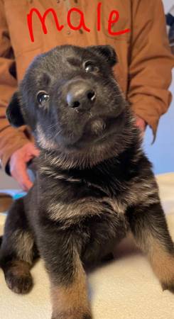 AKC Registered German Shepard Pups